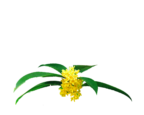 Osmanthus
